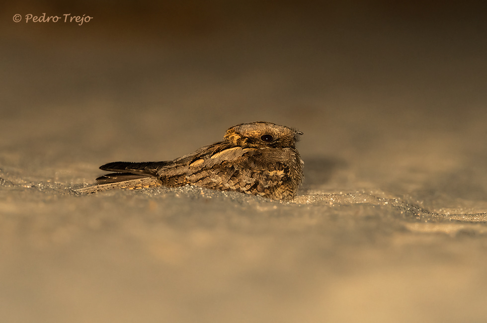 Chotacabras cuellirrojo (Caprimulgus ruficollis)